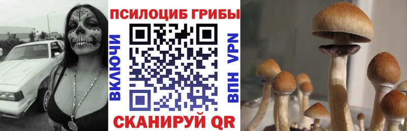 наркошоп  Зуевка  Псилоцибиновые грибы Psilocybine cubensis 